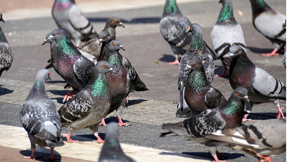 pigeons