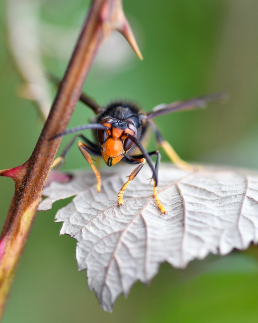 christels-hornet-9964335_1920