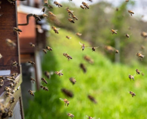 xiserge-bees-7996596_1920